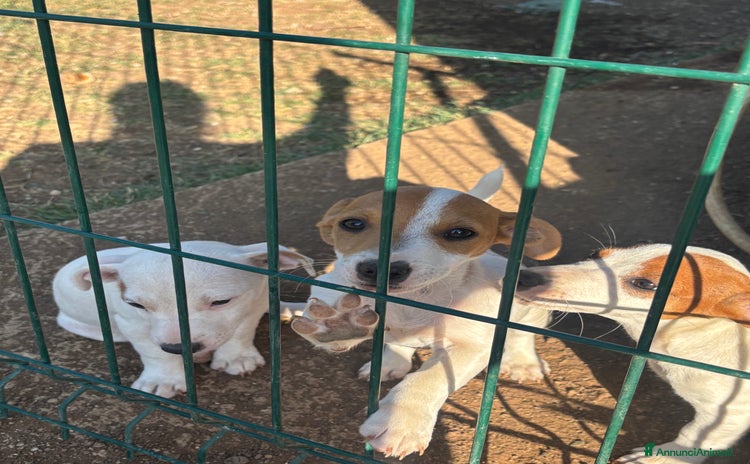 Jack Russell cani a Città metropolitana di Roma Capitale - Annuncio 3