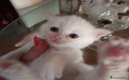 Scottish gatti in vendita: Gattini Scottish Straight  a Provincia di Modena - Immagine 35