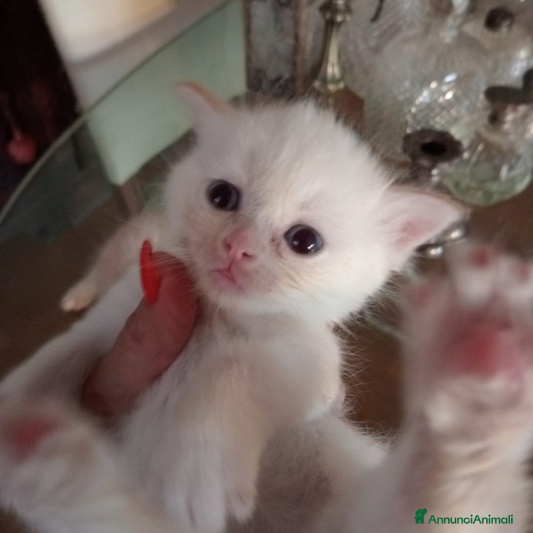 Scottish gatti in vendita: Gattini Scottish Straight  a Provincia di Modena - Immagine 35