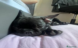 Bulldog Francese cani in vendita: Bulldog francese a Provincia di Modena - Immagine 2