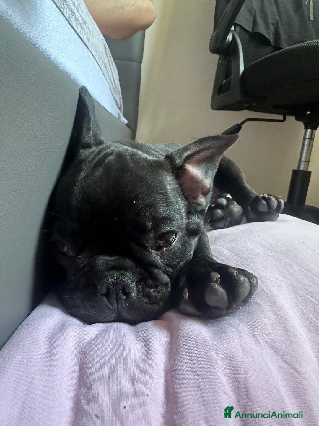 Bulldog Francese cani in vendita: Bulldog francese a Provincia di Modena - Immagine 2