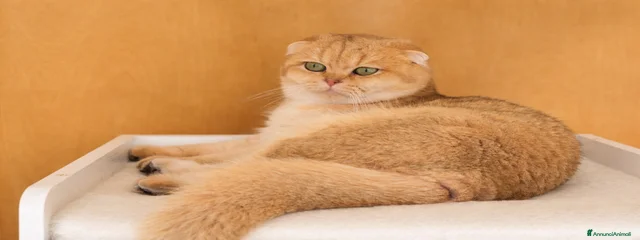 Doris