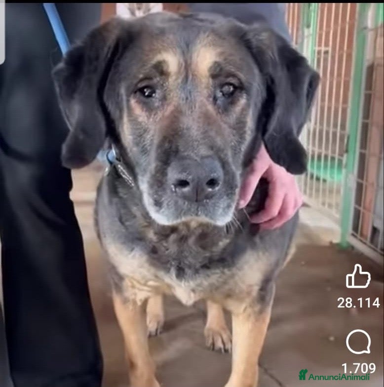 Meticcio cani ADOZ.DEL💔: 10anni in canile ed è diventata cieca! - Annuncio 7