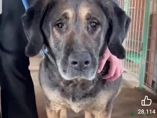 Meticcio cani ADOZ.DEL💔: 10anni in canile ed è diventata cieca! - Annuncio 7