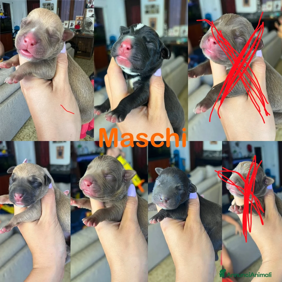 Pitbull cani in vendita: Cuccioli di pitbull con pedigree  - Annuncio 2