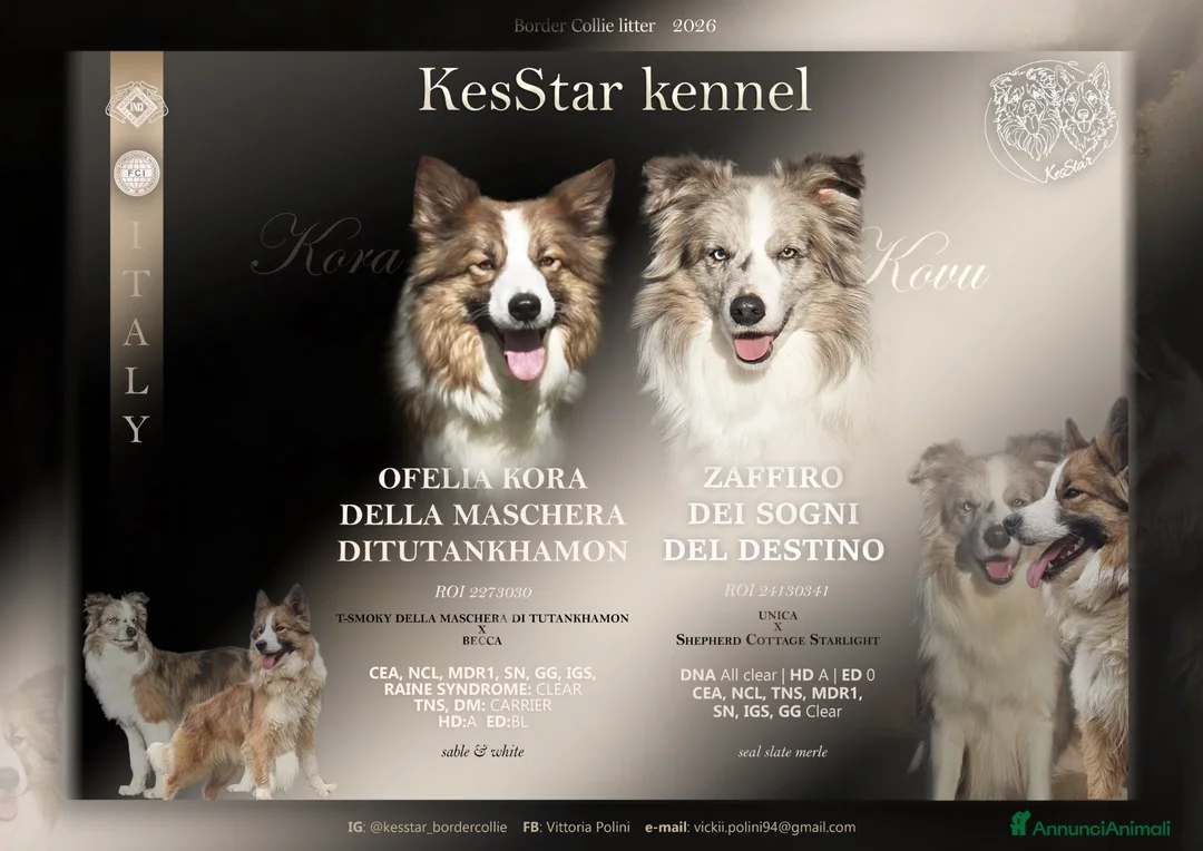 Border Collie cani in vendita: Border collie  - Annuncio 1