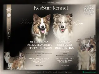 Border Collie cani Border collie - Annuncio 1