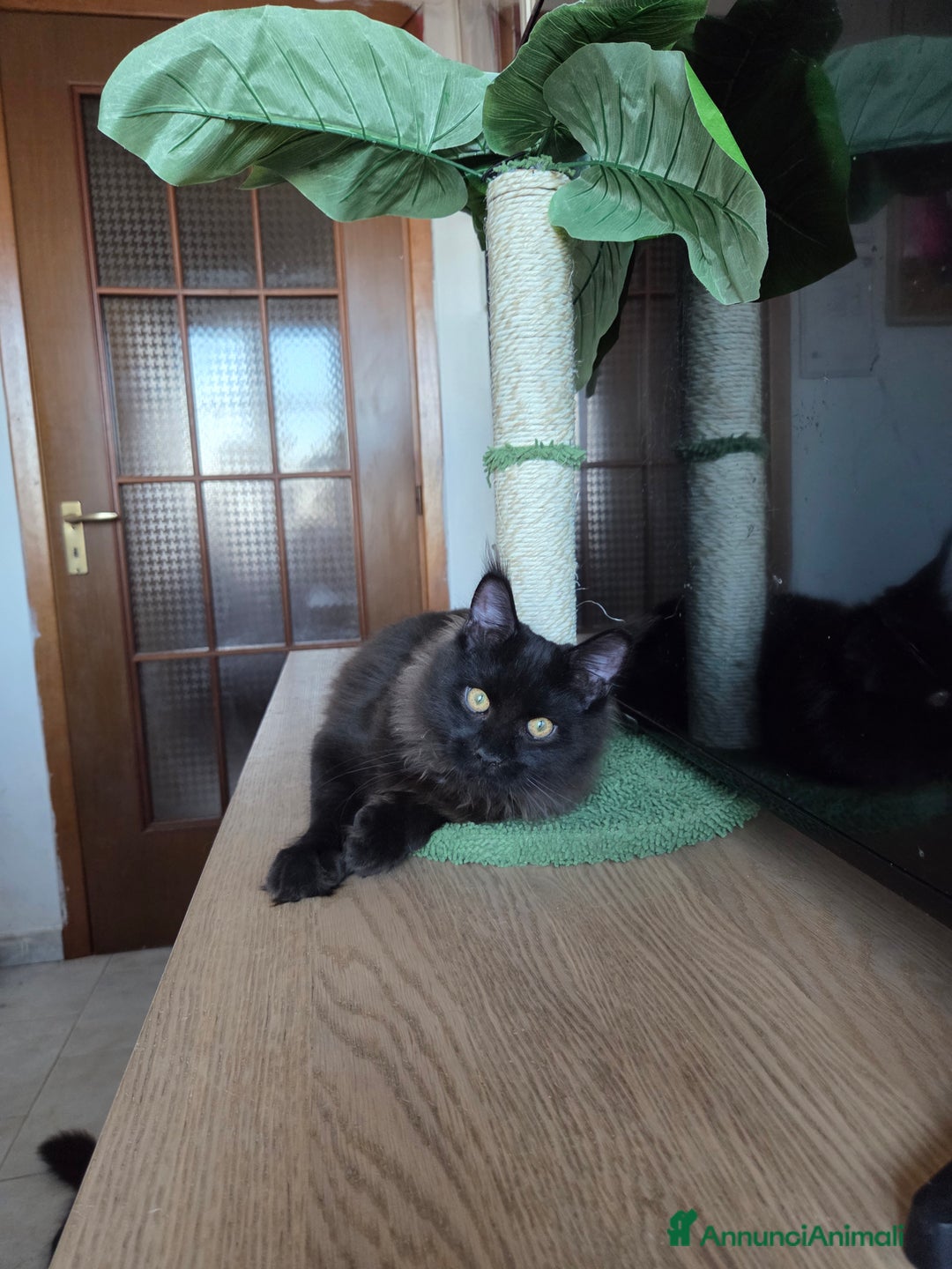 Maine Coon gatti in vendita: Ultimi 4 cuccioli Maine Coon - Annuncio 26