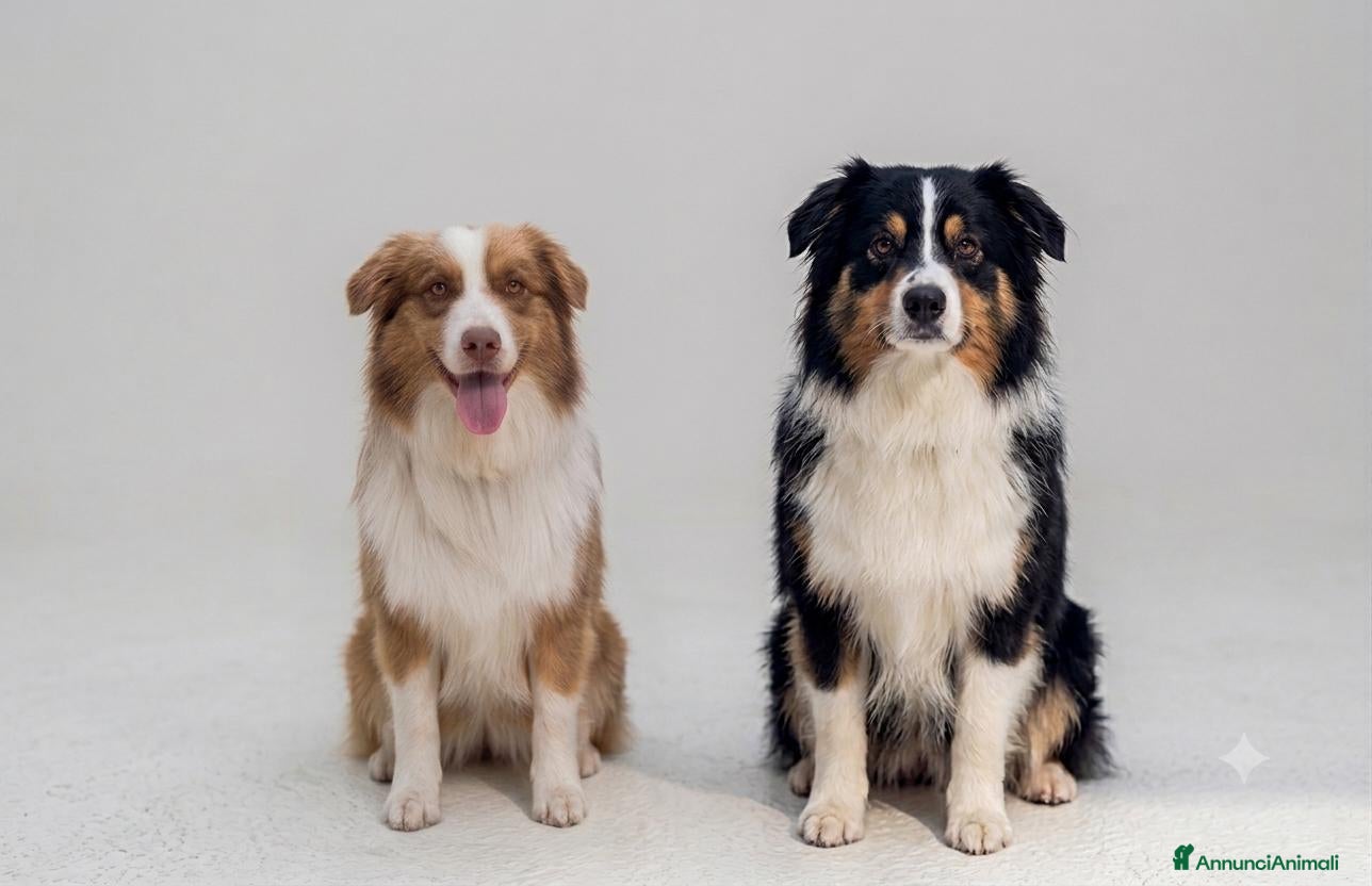 Australian Shepherd cani Vendo cucciolo di australian Shepherd - Annuncio 2