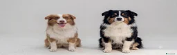 Australian Shepherd cani in vendita: Vendo cucciolo di australian Shepherd - Annuncio 1