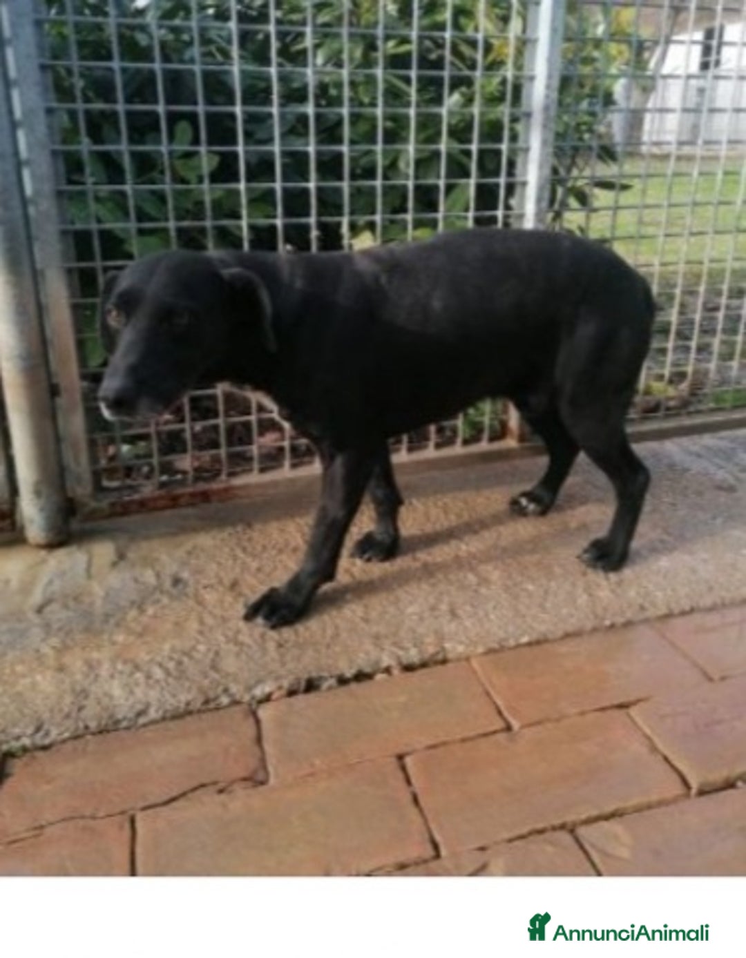 Meticcio cani in regalo: 8anni,nero,7anni di canile,chi lo adotterà mai?URB a Città Metropolitana di Milano - Annuncio 2