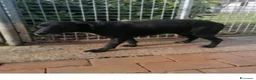 Meticcio cani in regalo: 8anni,nero,7anni di canile,chi lo adotterà mai?URB a Città Metropolitana di Milano - Annuncio 2