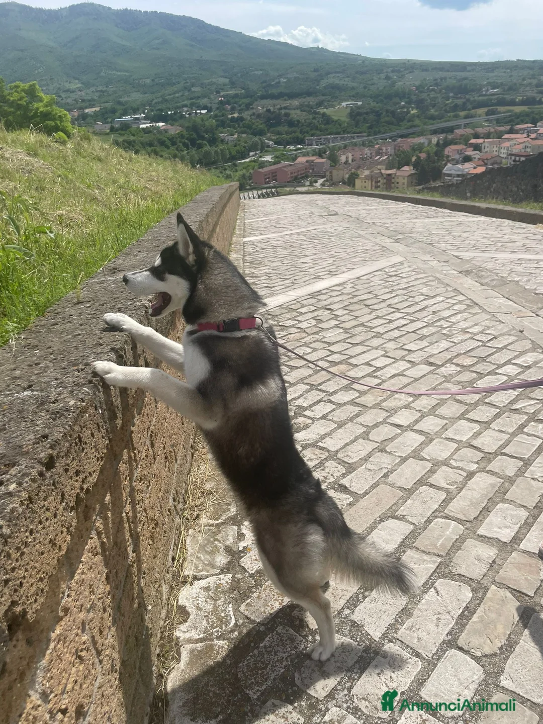 Husky cani in regalo: Cedo dolcissima husky - Annuncio 3