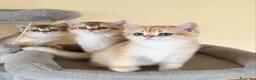 British gatti in vendita: Stupendi cuccioli di british shorthair golden NY12 - Annuncio 6