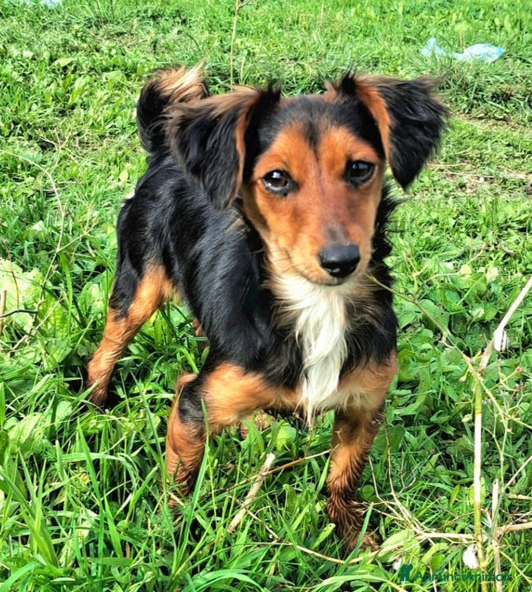 Meticcio cani in regalo: Weeny e Withcy 7 mesi taglia mini - Annuncio 7