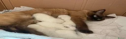 Ragdoll gatti in vendita: Ragdoll maschio - Annuncio 13