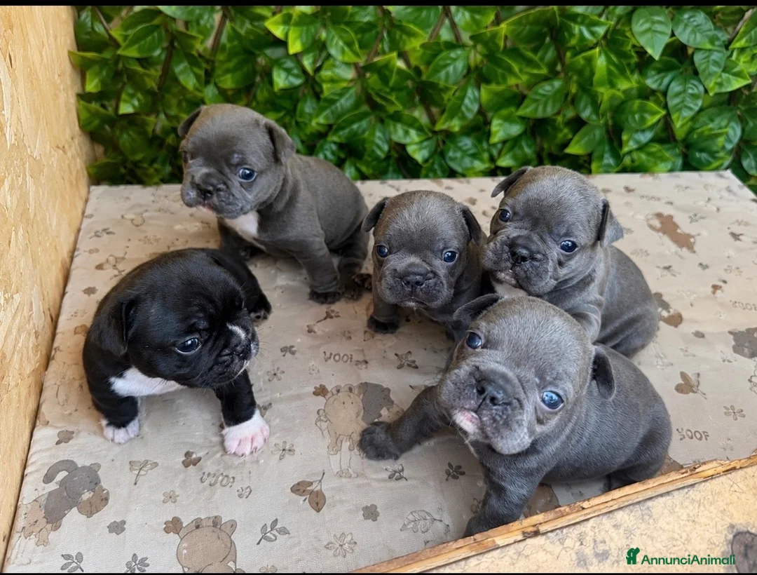 Bulldog Francese cani in vendita: Cuccioli bulldog francese  - Annuncio 1