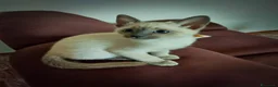 Thai gatti in vendita: Stupendi Thai - Annuncio 8