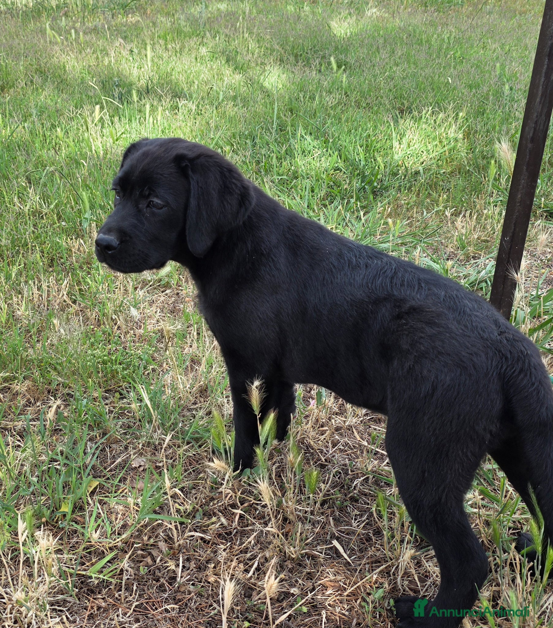 Labrador cani in vendita: Cucciola Labrador con pedigree Enci - Annuncio 9