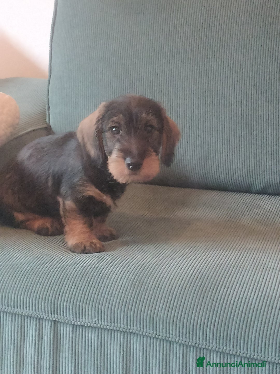 Bassotto cani in vendita: Bassotti a pelo duro  - Annuncio 1