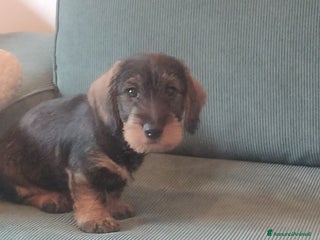 Bassotto cani Bassotti a pelo duro - Annuncio 17