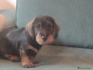 Bassotto cani Bassotti a pelo duro - Annuncio 8