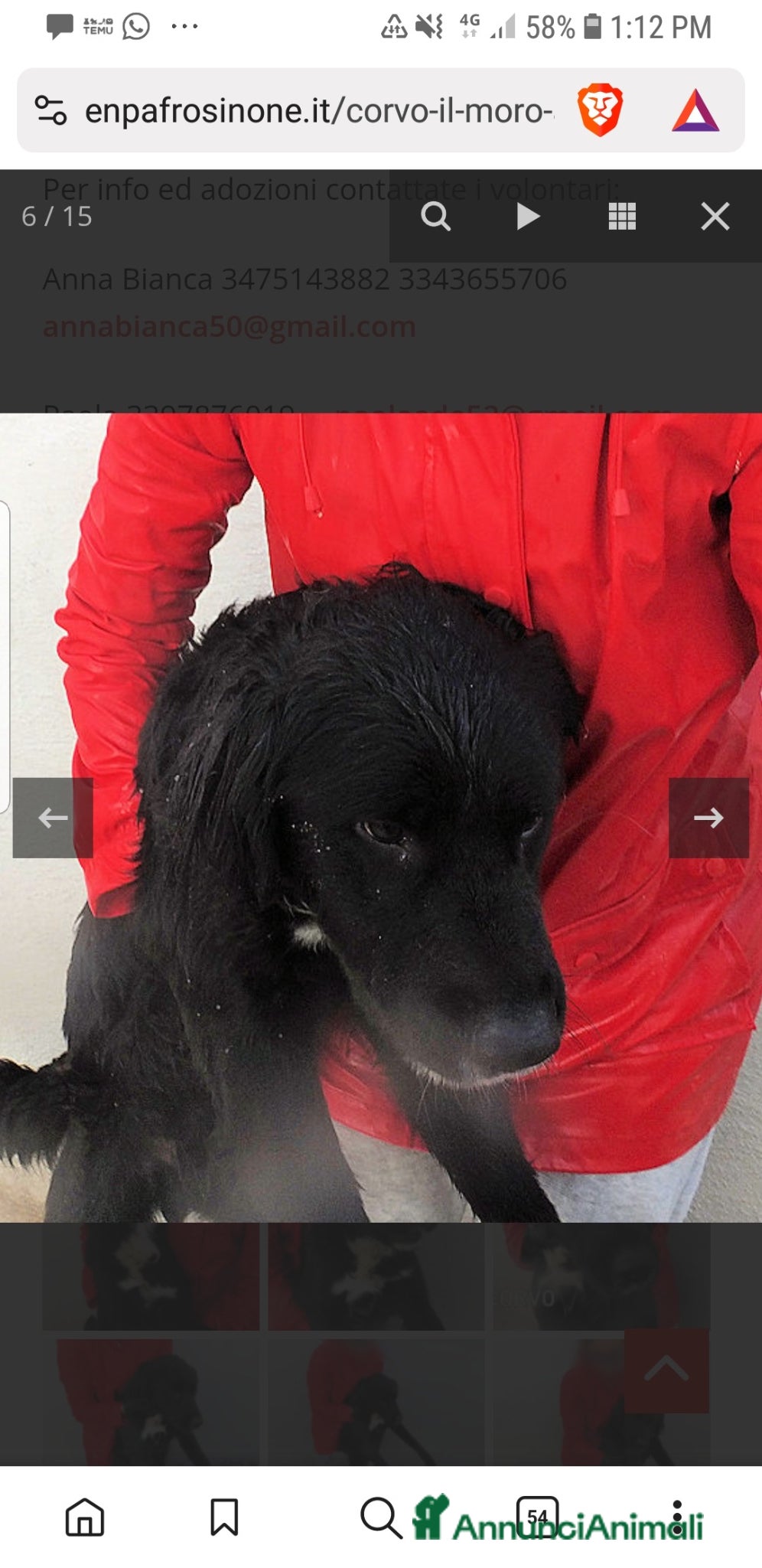 Cocker cani ADOZ.DEL💔:x3anni in casa…abbandonato ora, umano - Annuncio 10
