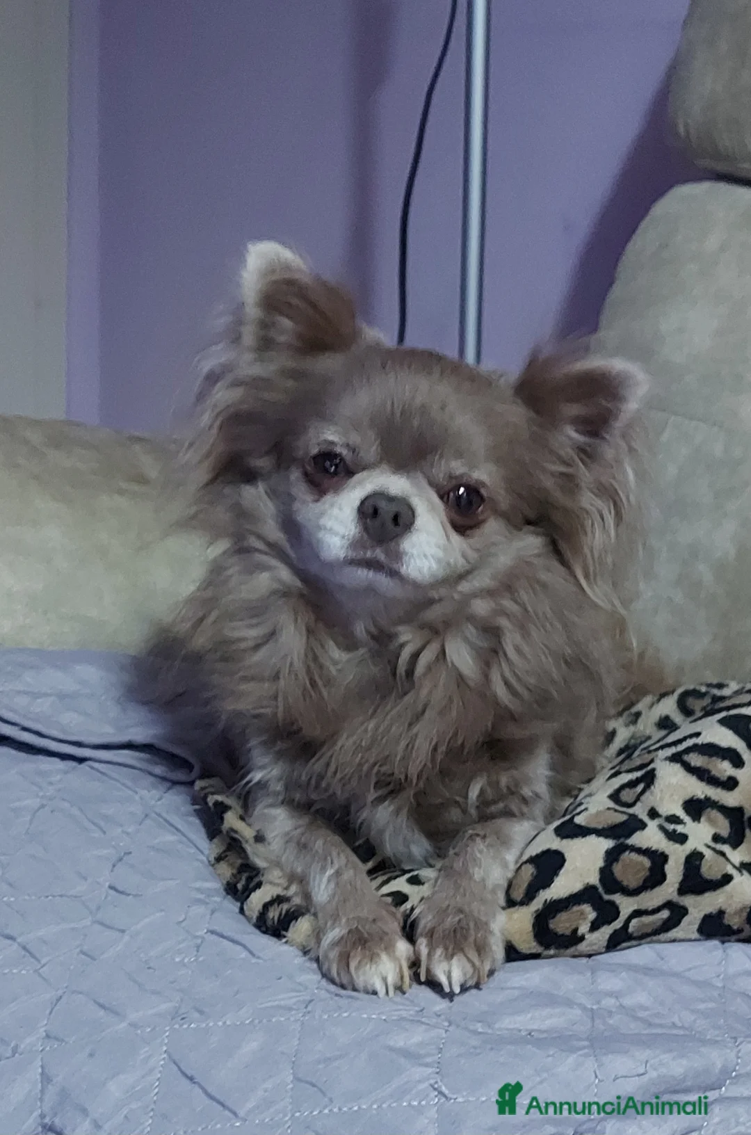 Immagine della galleria {{count}}