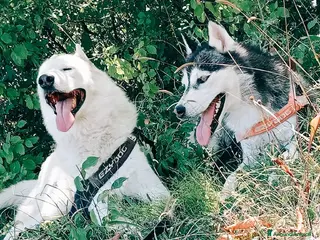 Husky cani Siberian Husky - Annuncio 2