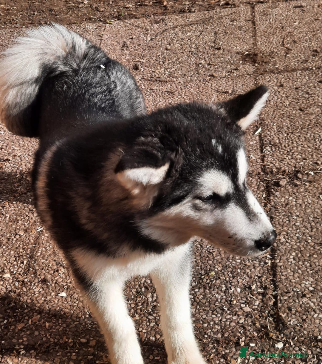 Alaskan Malamute cani in vendita: Alaskan Malamute cuccioli maschi - Annuncio 3