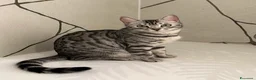 Bengala gatti in vendita: Cucciole Bengala a Provincia autonoma di Bolzano - Alto Adige - Annuncio 2