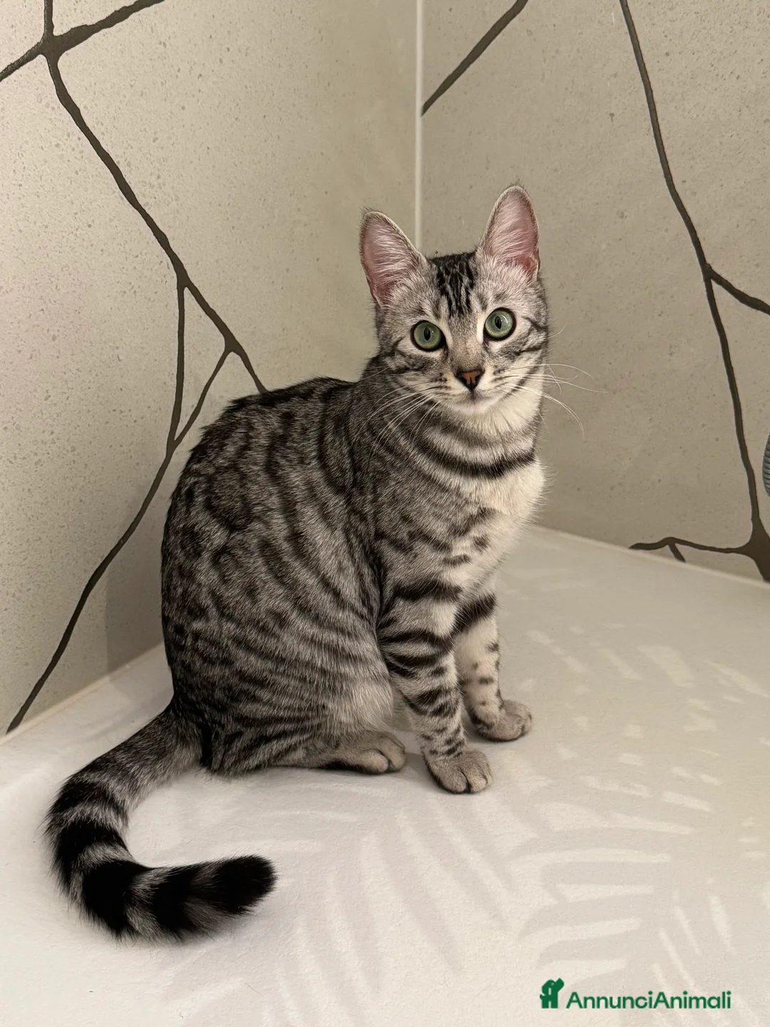 Bengala gatti in vendita: Cucciole Bengala a Provincia autonoma di Bolzano - Alto Adige - Annuncio 2