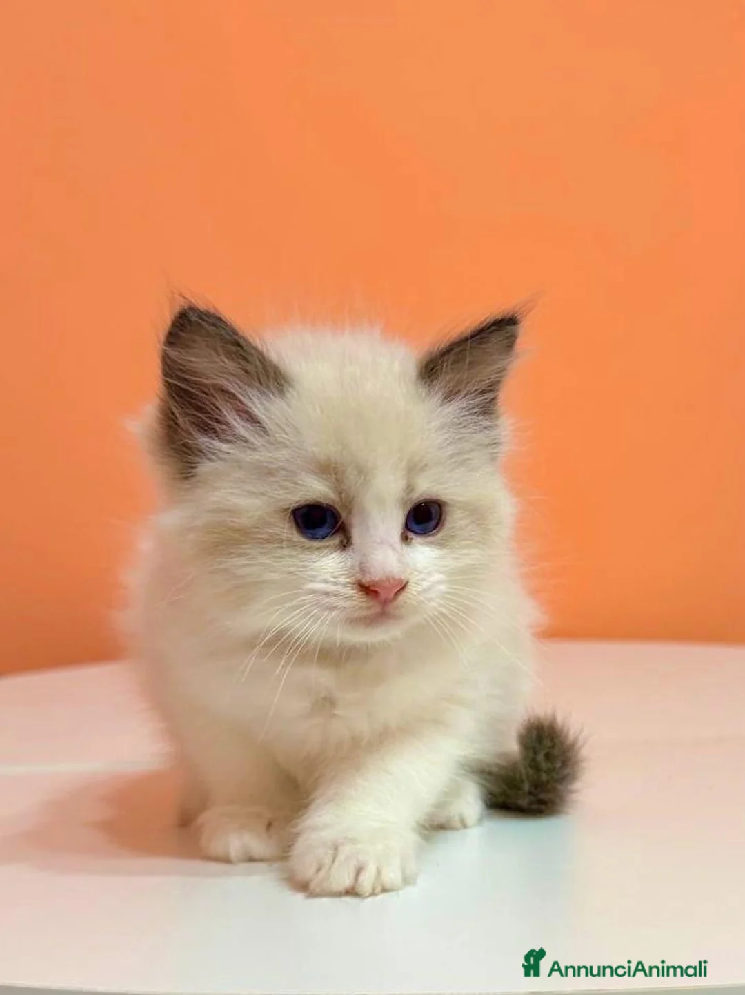 Ragdoll gatti in vendita: cuccioli di ragdoll - Annuncio 2