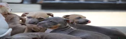 Pitbull cani in vendita: Cuccioli Pit Bull pronta consegna anche a rate - Annuncio 14