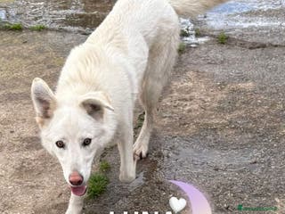 Meticcio cani LUNA 🩷 -cucciola mix pastore/husky cerca famiglia - Annuncio 18