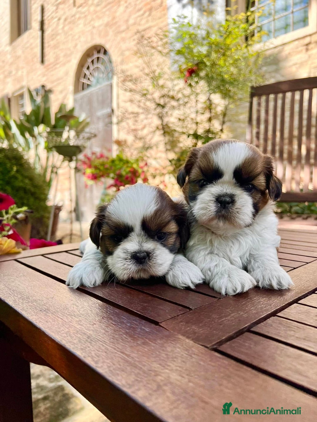 Shih Tzu cani in vendita: Bellissimi Shihtzu a Città Metropolitana di Firenze - Annuncio 1
