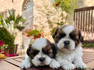 Shih Tzu cani Bellissimi Shihtzu a Città Metropolitana di Firenze - Annuncio 15