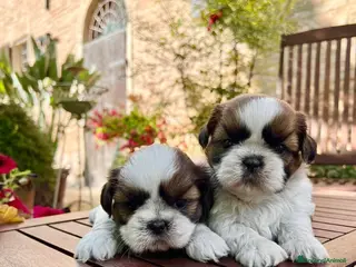 Shih Tzu cani Bellissimi Shihtzu a Città Metropolitana di Firenze - Annuncio 12