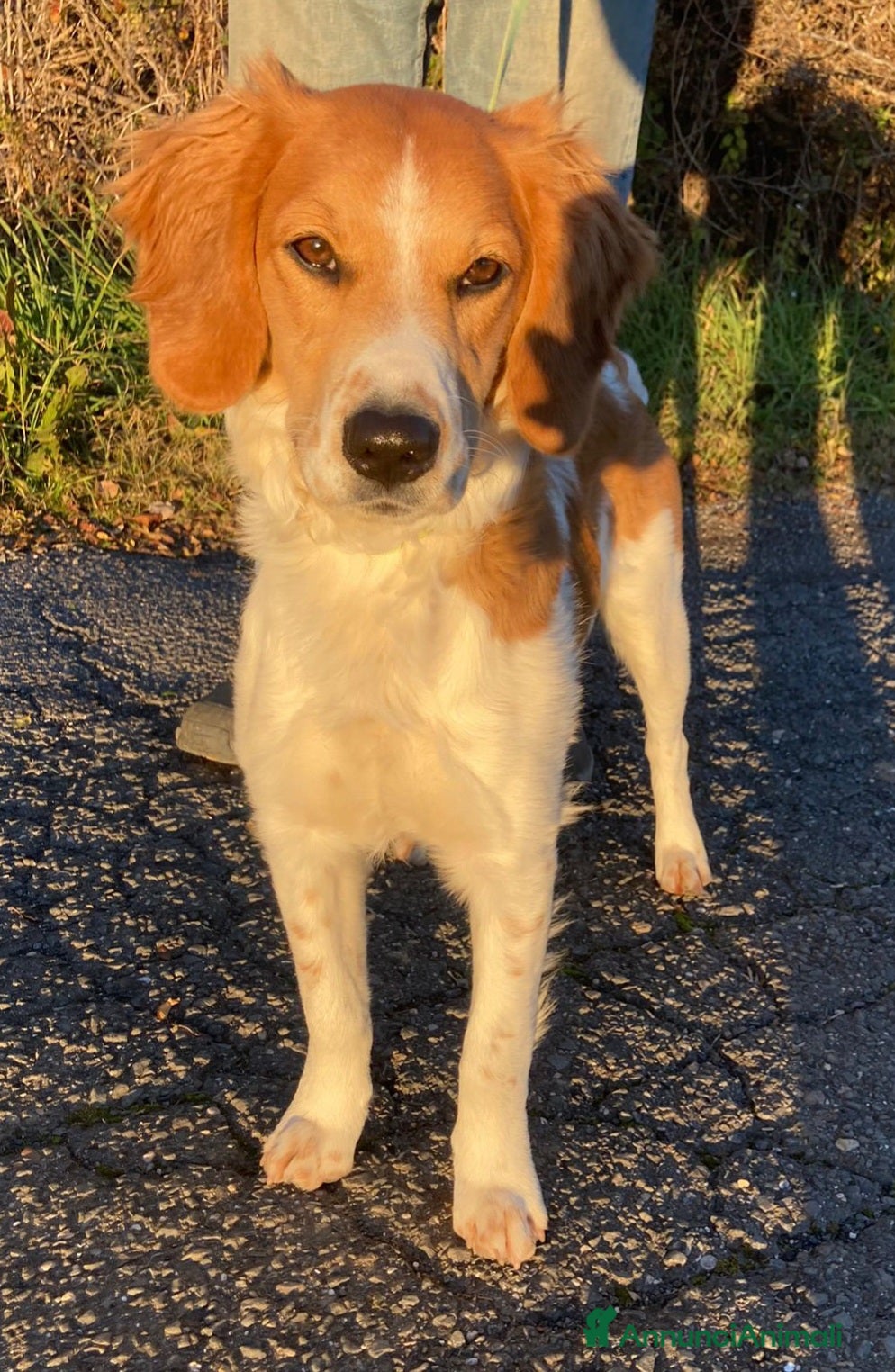 Altre razze cani Filippo, 8 mesi, super affettuoso a Città metropolitana di Roma Capitale - Annuncio 20