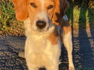 Altre razze cani Filippo, 8 mesi, super affettuoso a Città metropolitana di Roma Capitale - Annuncio 27