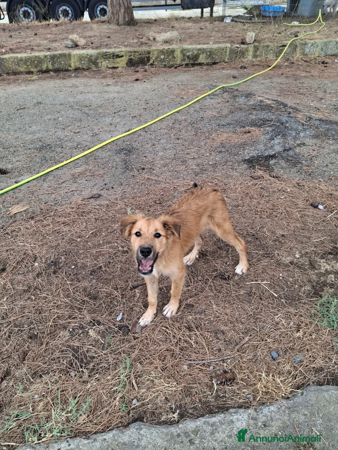 Meticcio cani in regalo: LIMONE 🩷 ASPRA LA VITA, DOLCISSIMA LEI a Provincia di Pavia - Annuncio 6