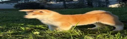 Akita Inu cani in vendita: Cuccioli Akita Inu  - Annuncio 6