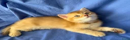 Scottish gatti in vendita: Splendidi cuccioli Scottish Fold e Straight - Annuncio 21
