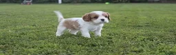 Cavalier King cani in vendita: Ultimo cucciolo di Cavalier King con pedigree - Annuncio 4