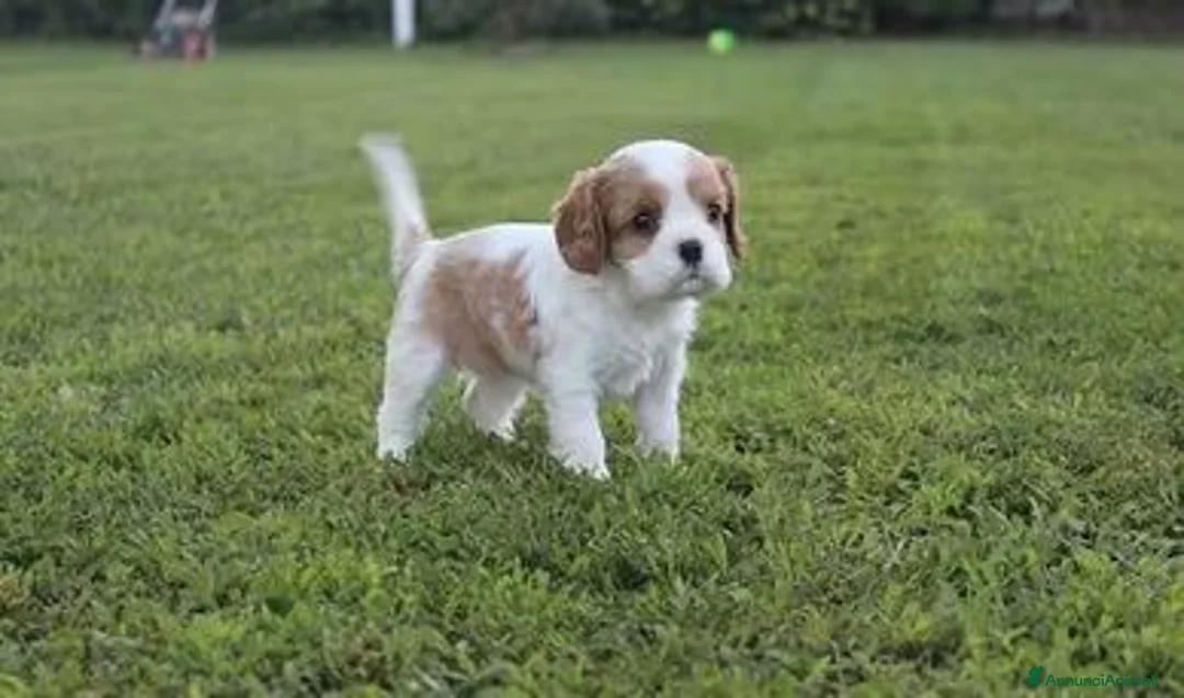 Cavalier King cani in vendita: Ultimo cucciolo di Cavalier King con pedigree - Annuncio 4