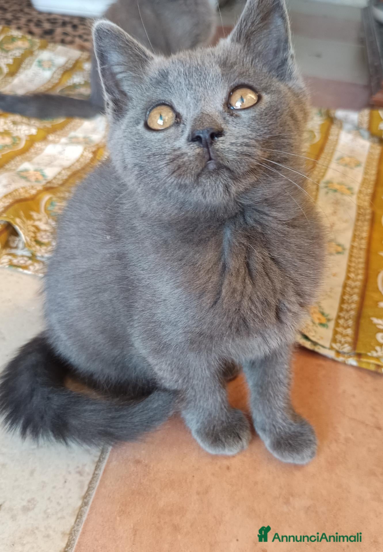 British gatti Adorabili gattini British shortair  - Annuncio 3