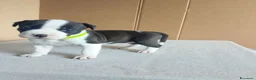 American Staffordshire cani in vendita: Amstaff - Annuncio 11