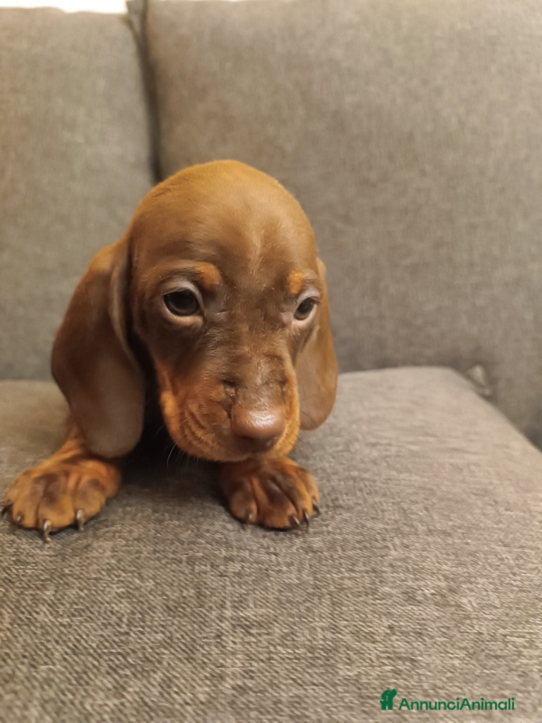 Bassotto cani in vendita: Maschietti di bassotto tedesco - Annuncio 3