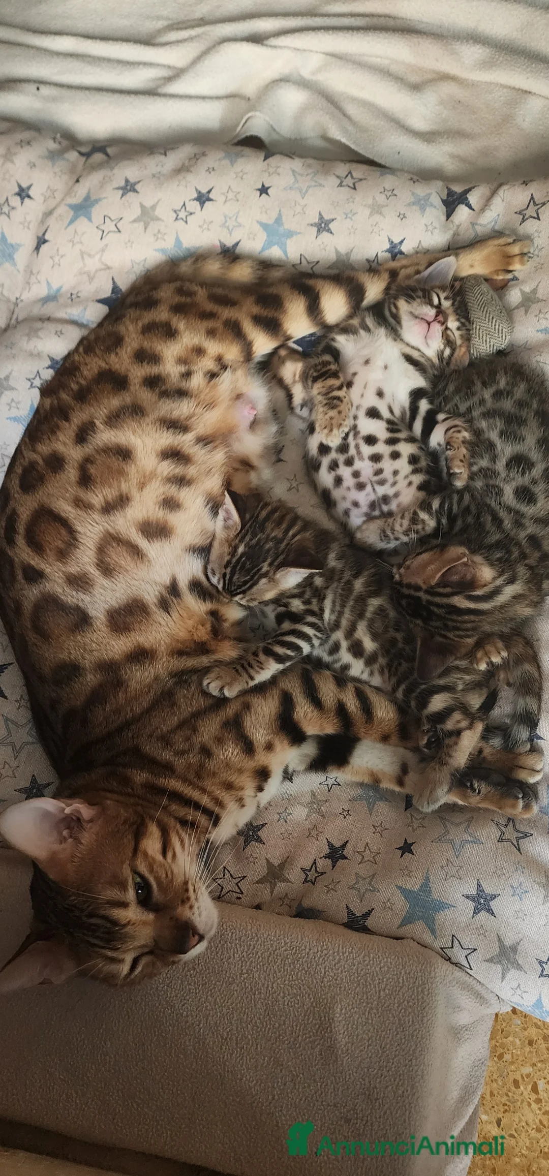 Bengala gatti in vendita: GATTINE BENGALA  - Annuncio 6