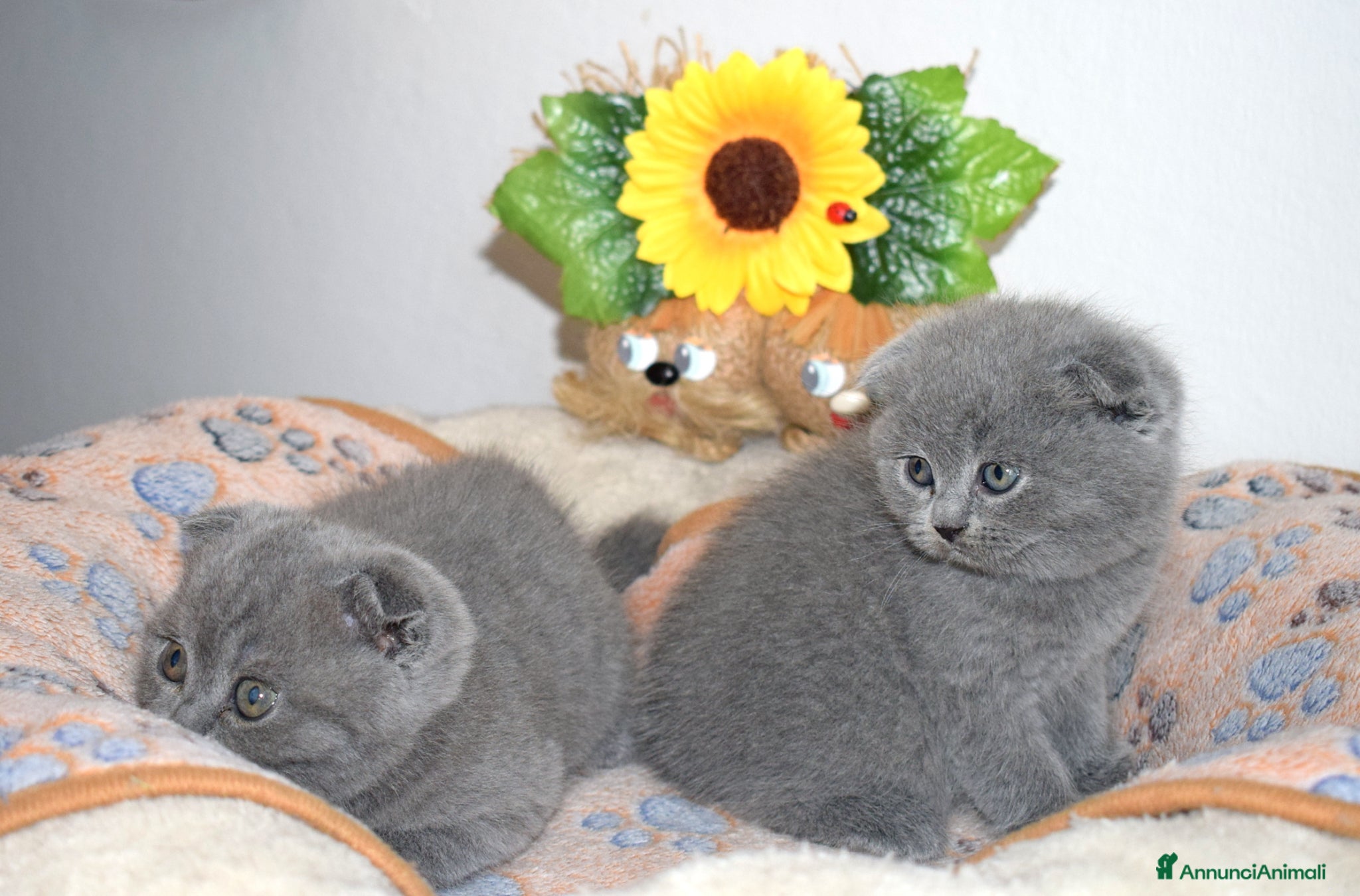 Scottish gatti in vendita: Scottish fold e straight con pedigree - Annuncio 2